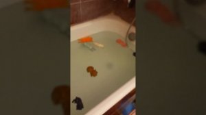 сквиши собачки купаются в большой ванной😱🛁