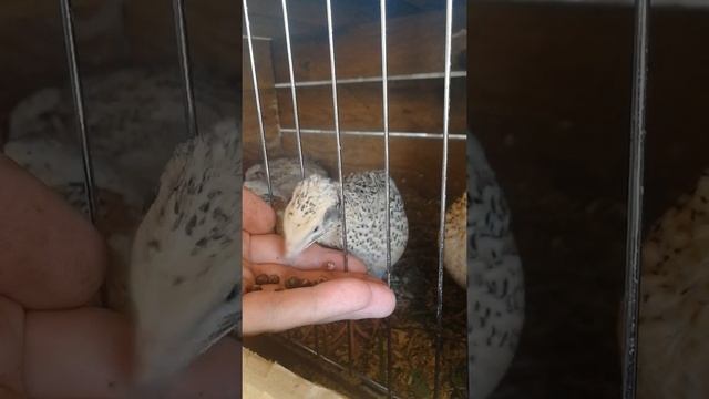 Перепелки едят улиток с руки! смотреть онлайн