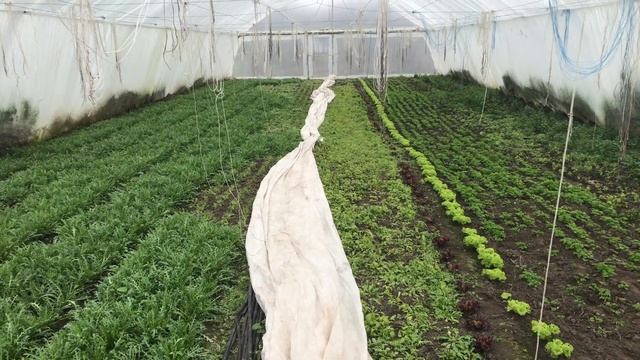 Последняя зелень БЕЗ ОТОПЛЕНИЯ ! смотреть онлайн