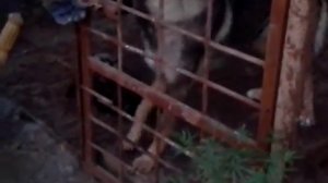 Поймали чупакабру