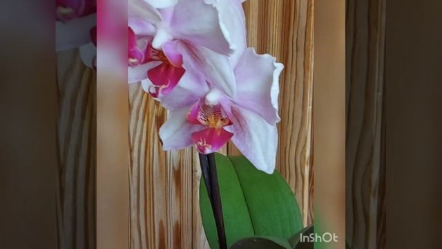 #Shorts #orchids_club #pozitivefoodlife Божественные ОРХИДЕИ//настроение обеспеченно//РЕКОМЕНДОВАН смотреть онлайн