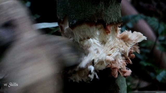 Primitive Technology: Materials Makes a Hut (When migrate to new land same as primitive) смотреть онлайн