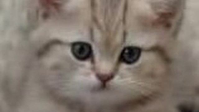 Копия видео привет как дела смотреть онлайн