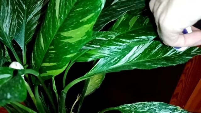 спатифиллум диамонд через пол года( spathiphyllum diamond) смотреть онлайн