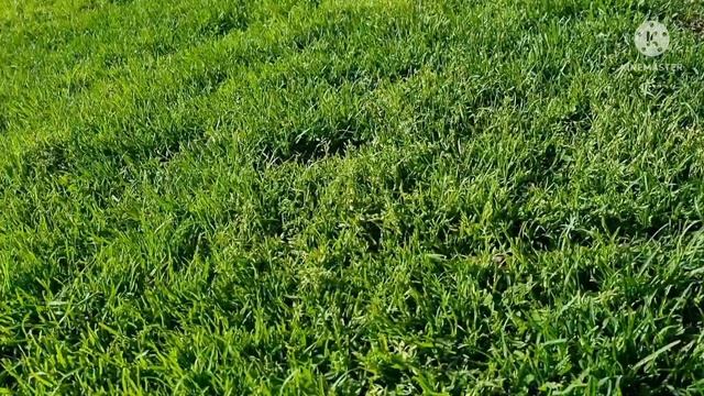 Щенки кавалер кинг чарльз спаниеля. Продажа. смотреть онлайн