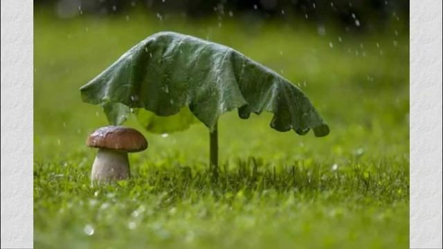 "Вальс дождя" Фредерика Шопена смотреть онлайн