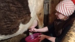 Раздой первотелки,боремся с отеком.Деревенские будни