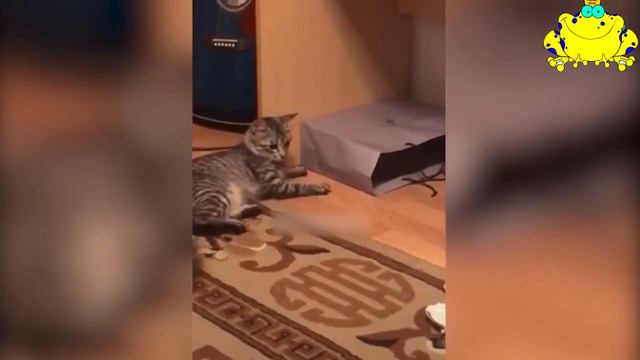 СМЕШНЫЕ ЖИВОТНЫЕ 2019 / ПРИКОЛЫ КОТЫ СОБАКИ, ЛУЧШИЕ ПРИКОЛЫ с Кошками и Собаками Funny Cats смотреть онлайн