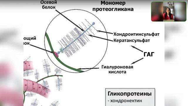 Гистология. Скелетные ткани. Хрящевая ткань смотреть онлайн