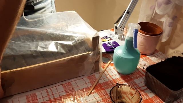 КАК ПОСЕЯТЬ ЭУСТОМУ. БЕГОНИЮ клубневую семенами как сажать. Как вырастить в домашних условиях смотреть онлайн