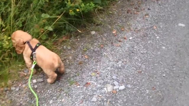 9 week old English cocker spaniel puppy смотреть онлайн
