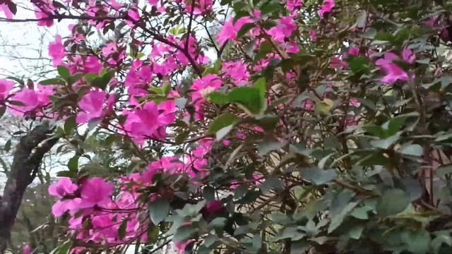 Latim: Rhododendron dauricum. Рододендрон даурский. смотреть онлайн