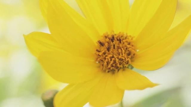 Nikon D810 Test Video смотреть онлайн