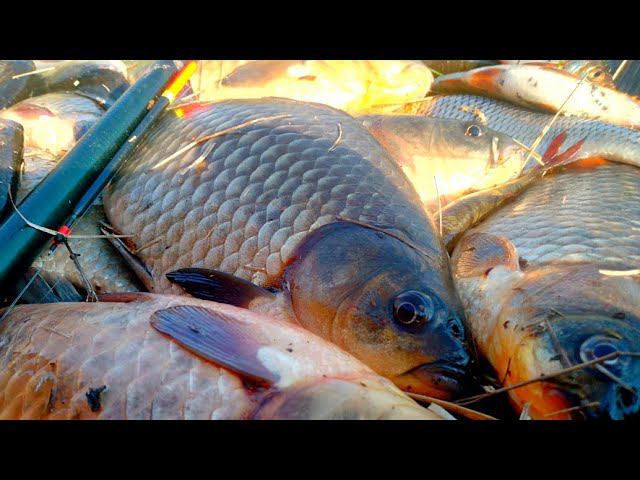 РВУТ !! ГНУТ! ПРУТ! КАРАСИ МОНСТРЫ ПО ЛОКОТЬ ! КАК РАНЬШЕ! ЭТА ЛУЖА КИШИТ РЫБОЙ! РЫБАЛКА НА ПОПЛАВОК смотреть онлайн