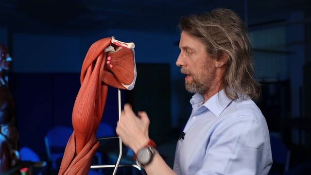 Axillary lymph nodes anatomy смотреть онлайн