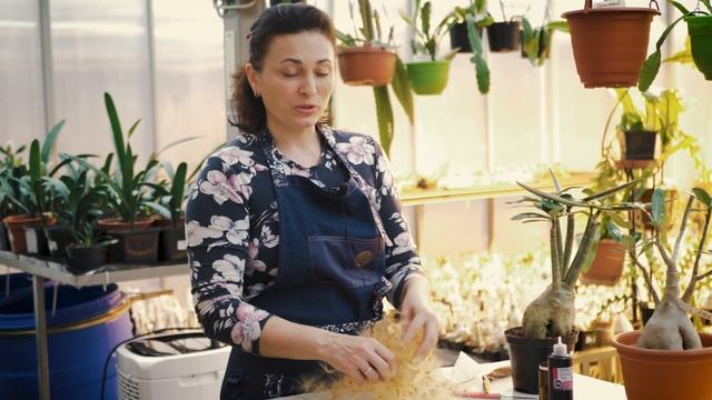 Что Делать Если Семена Адениума Не Зреют... смотреть онлайн