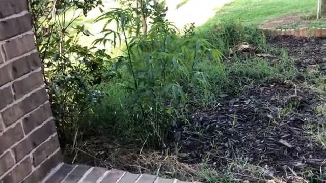 Red Star Hibiscus Update | TinyTexasGarden Ep 75 смотреть онлайн