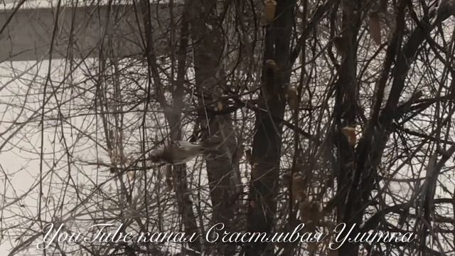 ПТИЦЫ ЗИМОЙ КЛЮЮТ БЕРЕЗУ смотреть онлайн