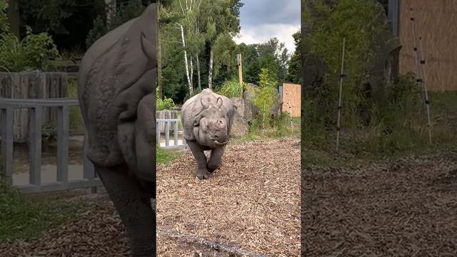 Варшавский зоопарк🇵🇱Носорог🦏#summer #2022 #poland #july #familytime #nature #zoo смотреть онлайн