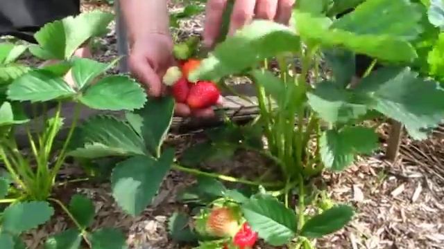 Клубника. Сорт Хоней (Honeoye). Верхозин Юрий. смотреть онлайн