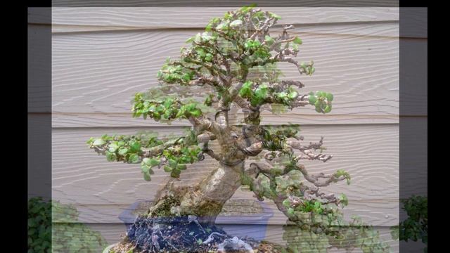 18 year progression on a portulacaria afra bonsai tree. - By Little Jade Bonsai смотреть онлайн