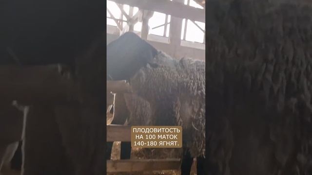 Овцы и барашки породы Суффолк I Будут в России 16 декабря! смотреть онлайн