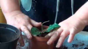 Жасмин .РАЗНОВИДНОСТИ Комнатных Жасминов . УХОД ЗА КОМНАТНЫМ  ЖАСМИНОМ