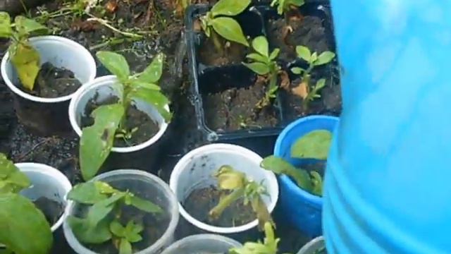 черенки петунии смотреть онлайн