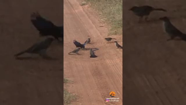 ANGRY BIRDS GANG UP & ATTACK SNAKE смотреть онлайн