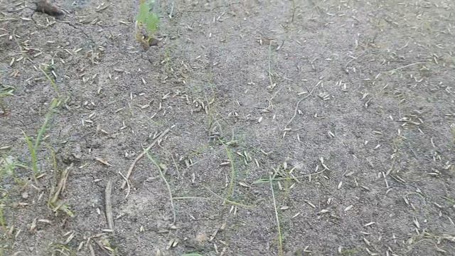 Посадка газона. Тестирую разные способы! смотреть онлайн