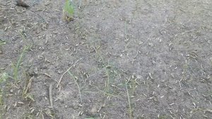 Посадка газона. Тестирую разные способы!