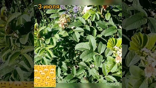 Роза канадская Louise Bugnet/Луиза Багнет. Плюсы и минусы. Котовник Фассена Kit Cat. Шалфей. смотреть онлайн