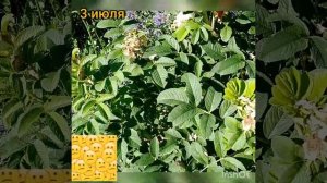 Роза канадская Louise Bugnet/Луиза Багнет. Плюсы и минусы. Котовник Фассена Kit Cat. Шалфей.