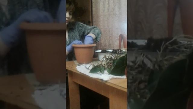 деление и пересадка Антуриума. Мужское счастье , очень красивый цветок . смотреть онлайн