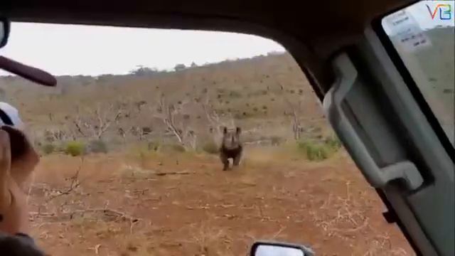 Животные нападают на людей смотреть онлайн
