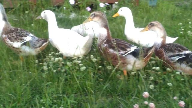 Утенок роняет голову, шея искривлена смотреть онлайн