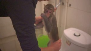 baby monkey bathe and have fun!  monkey coco