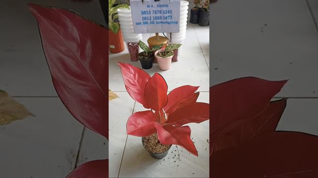 🔴[Live] Minggu Ceria смотреть онлайн