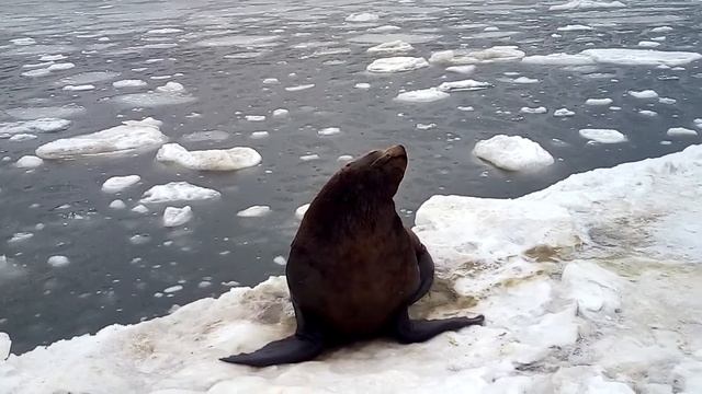 Камчатка морской пирс СИВУЧИ 09 03 смотреть онлайн