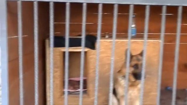 ВОЛЬЕР ДЛЯ СОБАК НЕМЕЦКАЯ ОВЧАРКА Aviary for a German Shepherd Одесса смотреть онлайн