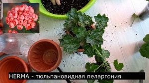 Пересадка Герани, когда и как правильно пересадить герань или пеларгонию?