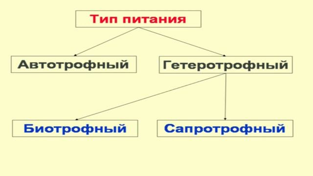 Брагина Т.М.Зоология беспозвоночных. Простейшие. Protozoa (Часть 1) смотреть онлайн