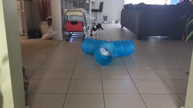 A Ragdoll kitten we named Sushi смотреть онлайн