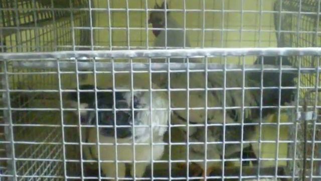 Юрловские Голосистые с Выставки смотреть онлайн