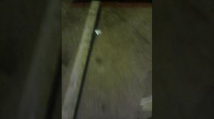 Богомол в г.Уфа.