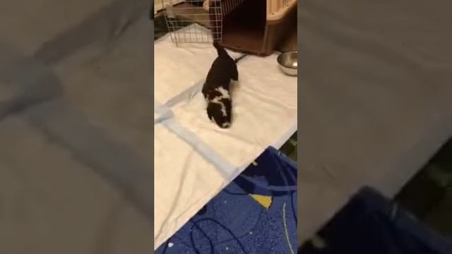 Щенки Испанской водяной собаки-2, 4 недели смотреть онлайн