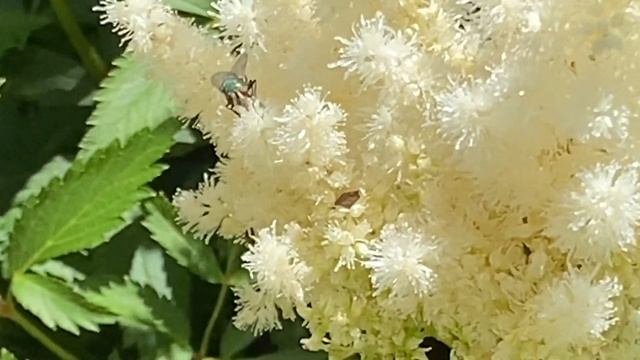 X Arendsii Astilbe Perennial Summer Blooms смотреть онлайн