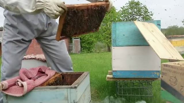 Деление семьи на пол лета Многорпусный улей смотреть онлайн