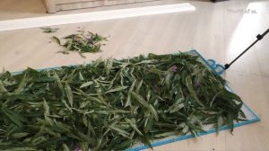 Иван чай,заготовка и ферментация. Лучший способ от наших  прадедов.