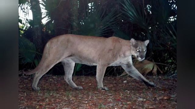 About Florida Panther (Puma Concolor Coryi) смотреть онлайн